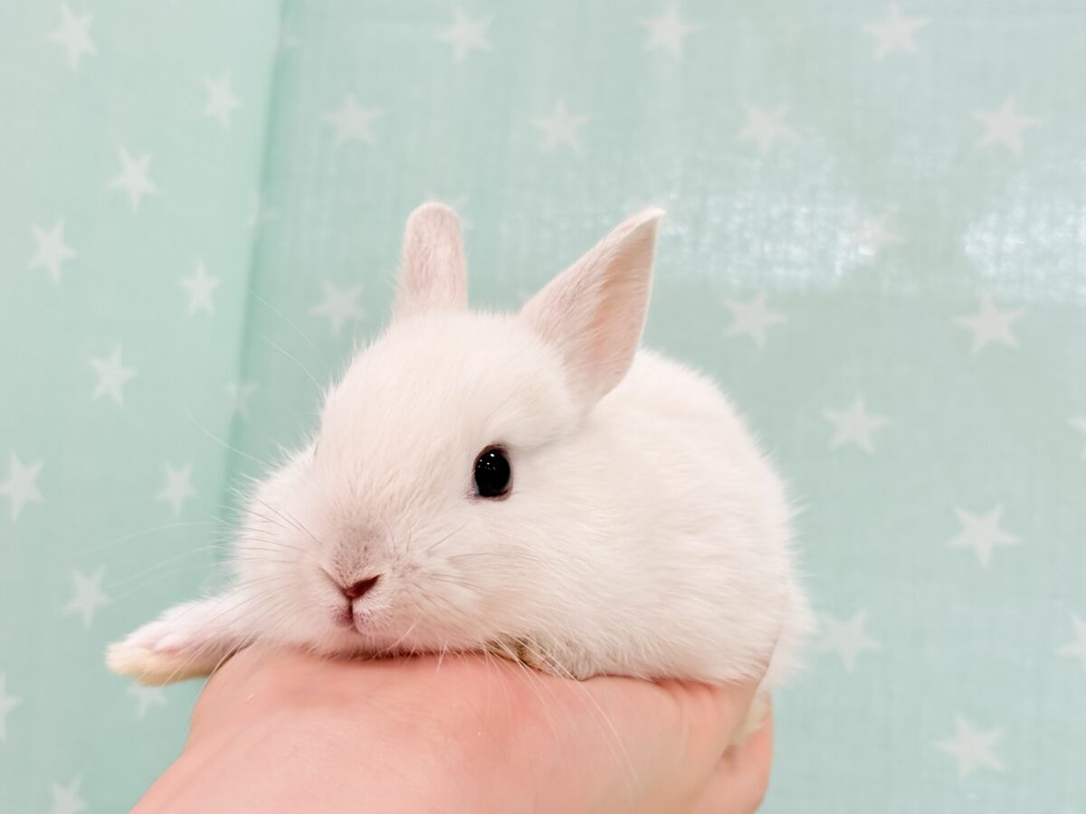 ネザーランドドワーフ