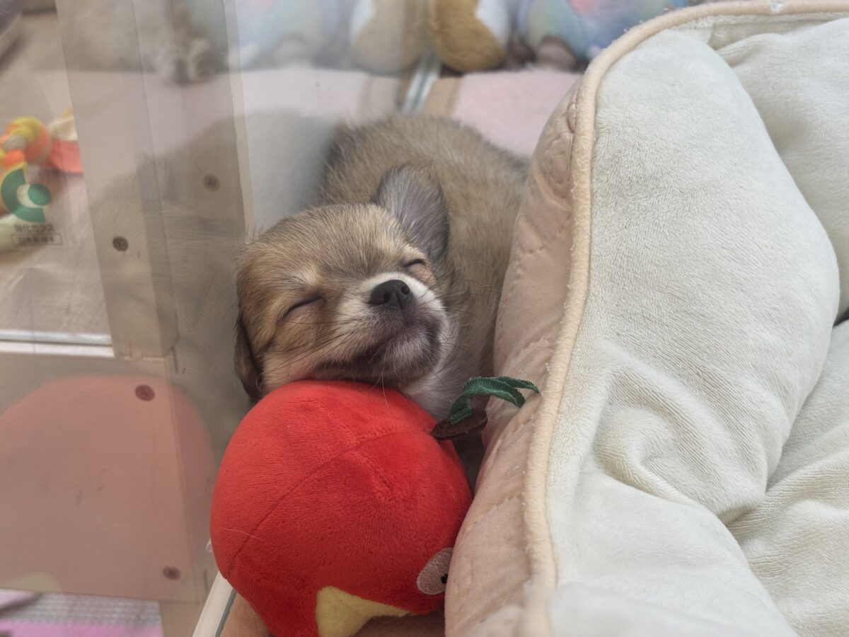 チワワ