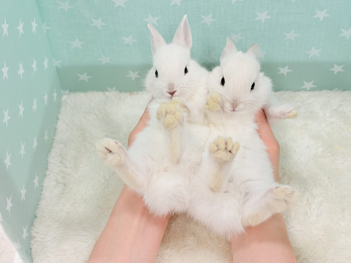 ネザーランドドワーフ