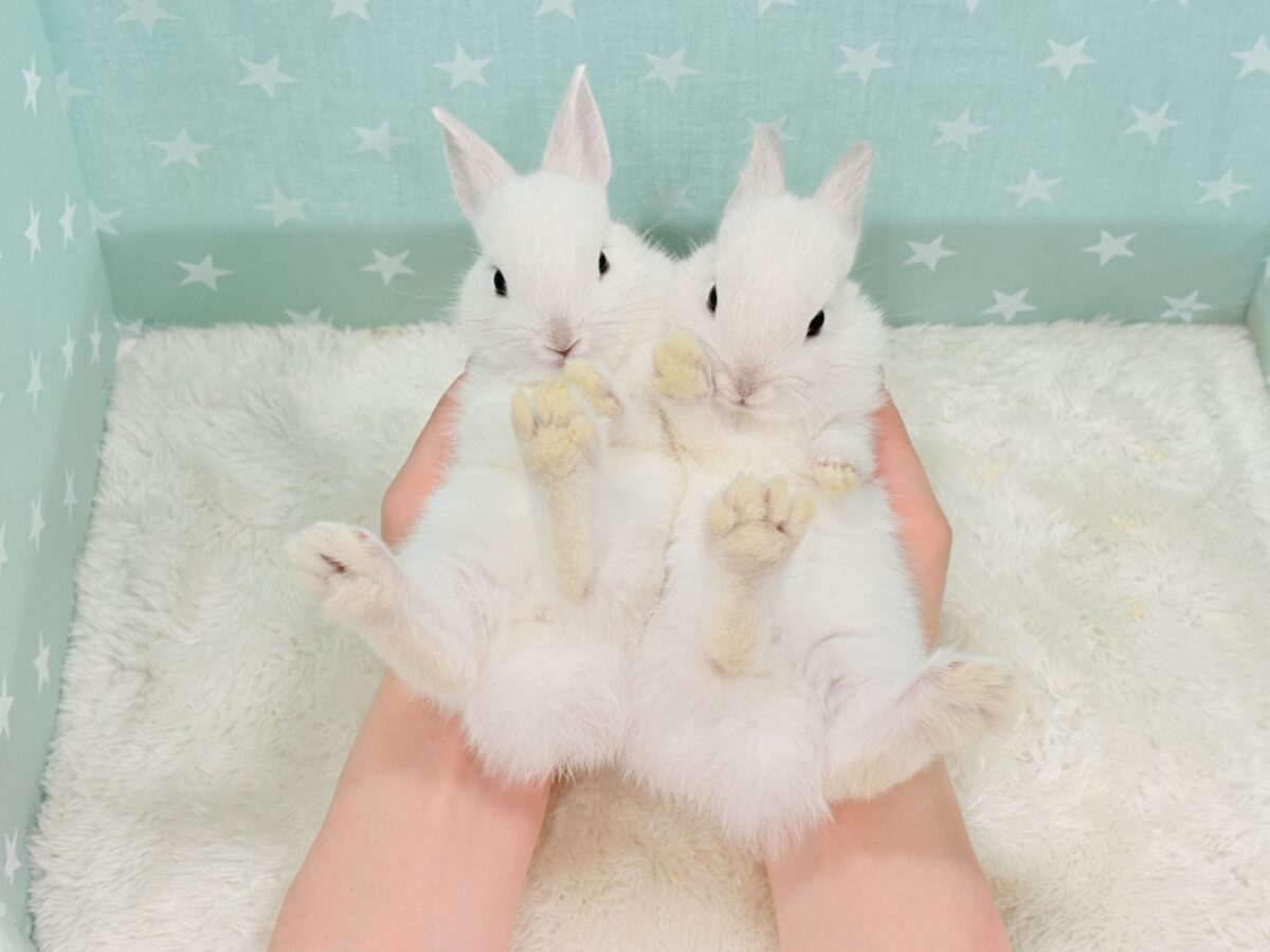 ネザーランドドワーフ