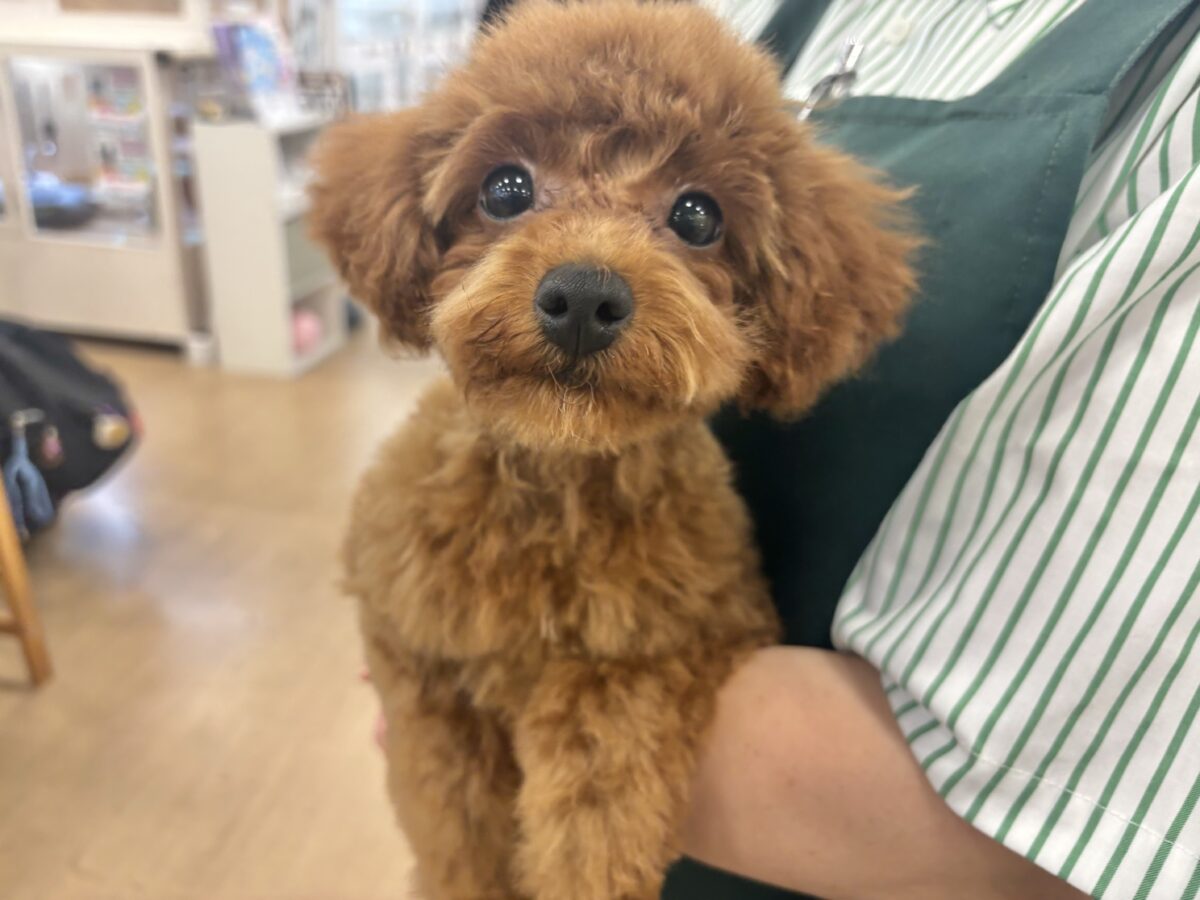 超ホヤホヤ最新画像✨数え切れない可愛さ……トイプードルくん！