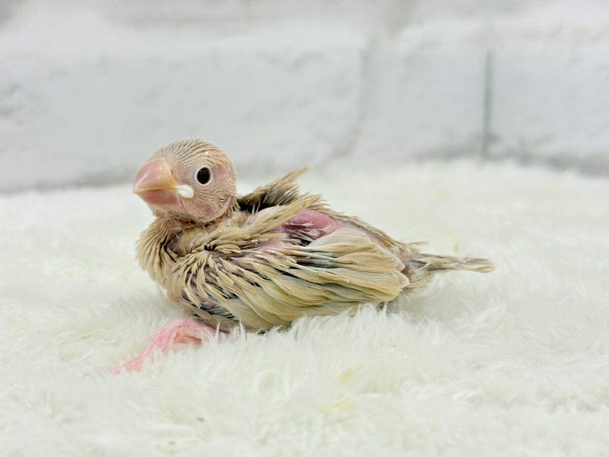 シナモン文鳥