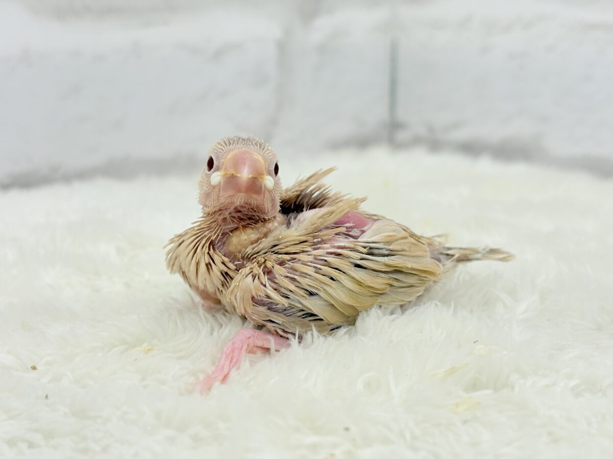 シナモン文鳥