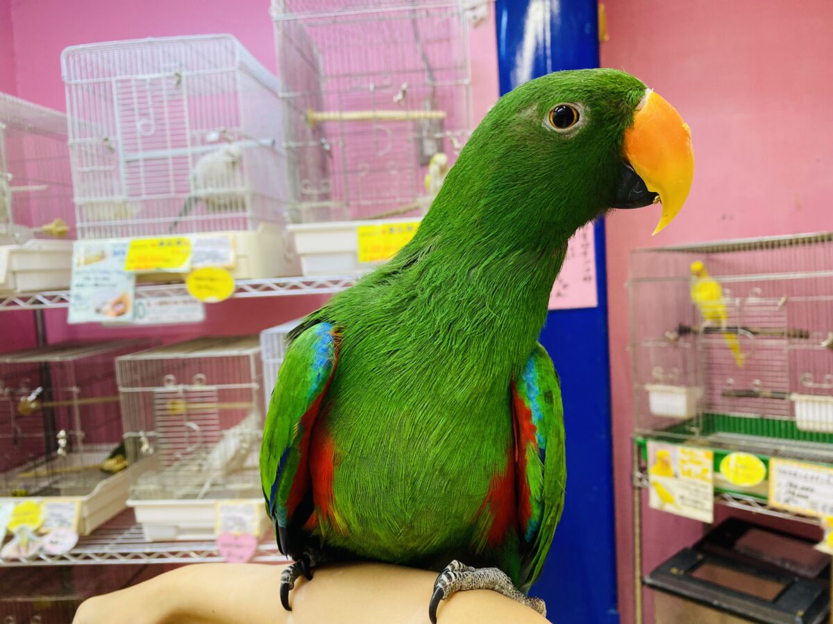 オオハナインコ