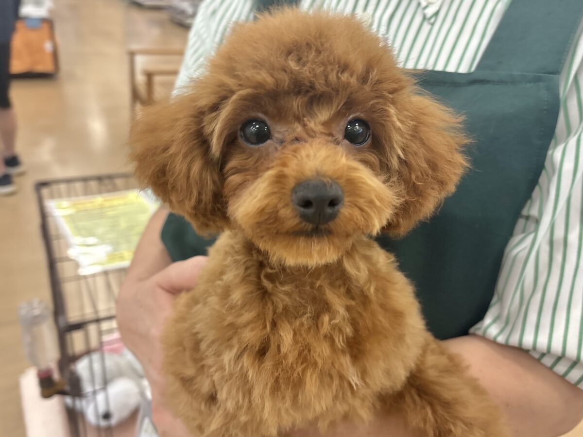 トイプードル