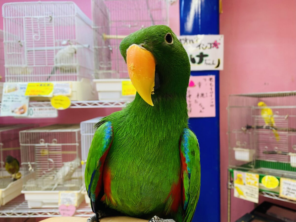 最新動画有ります🎥可愛い声で甘えちゃうぞ〜ッッ💕オオハナインコの男の子‼️