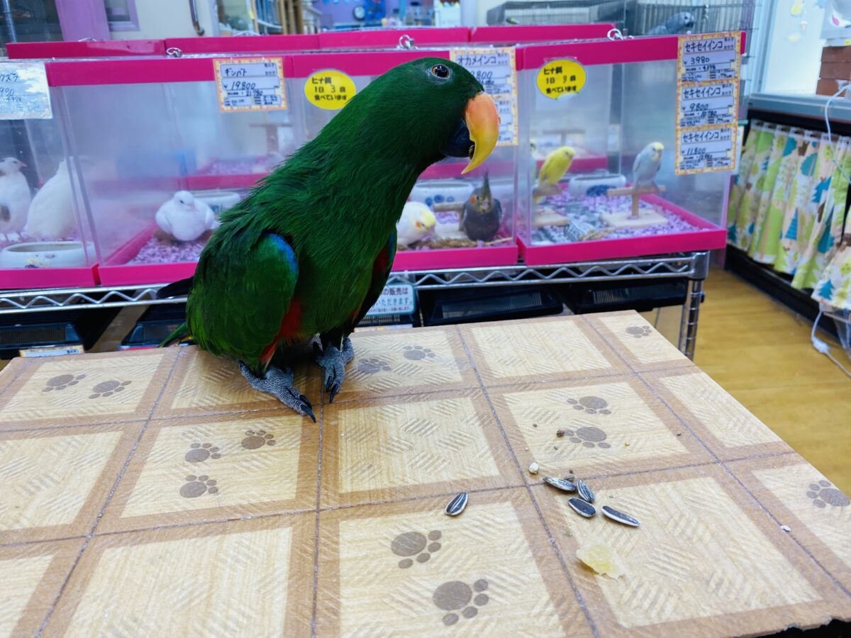 オオハナインコ