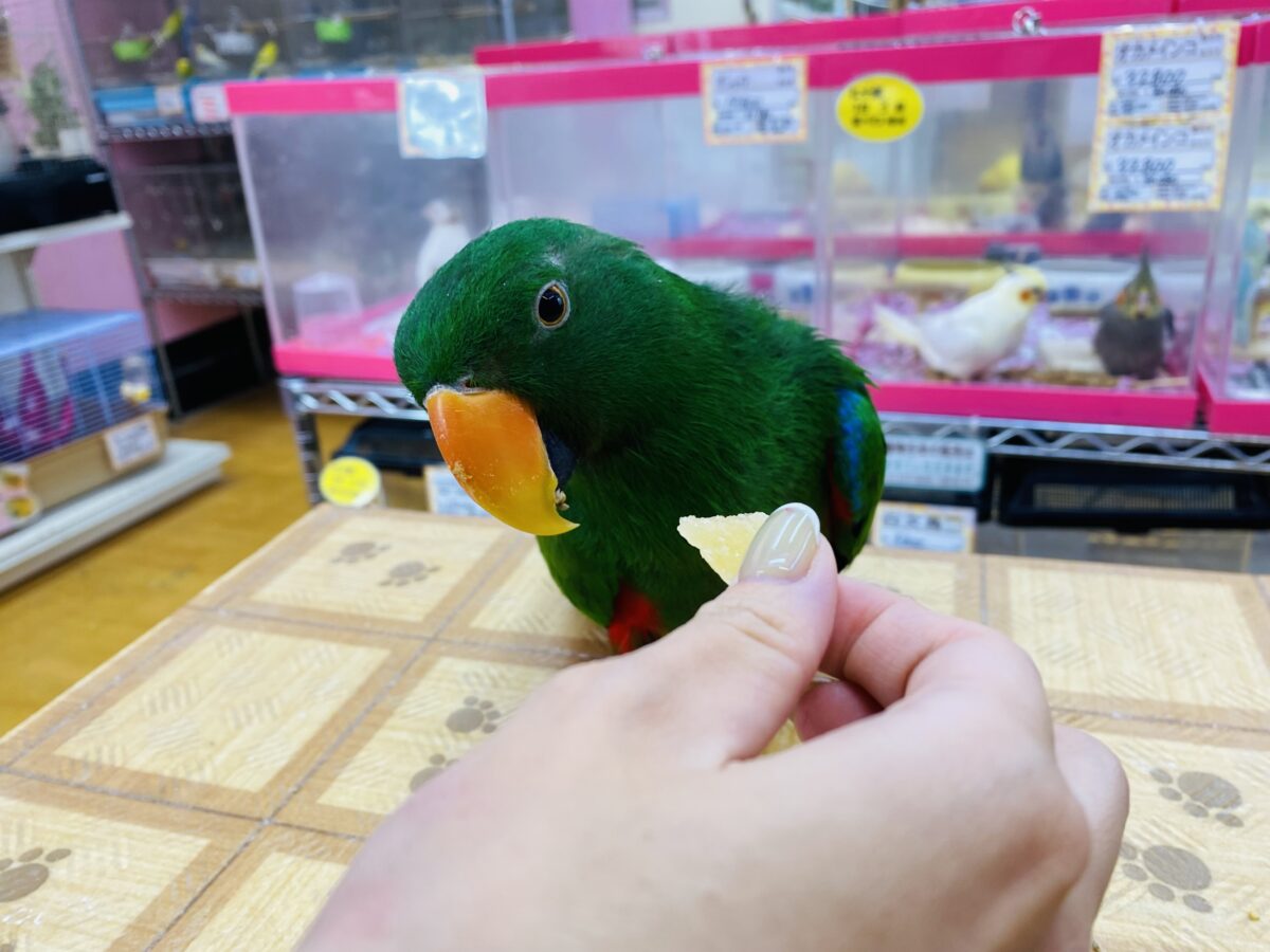 オオハナインコ
