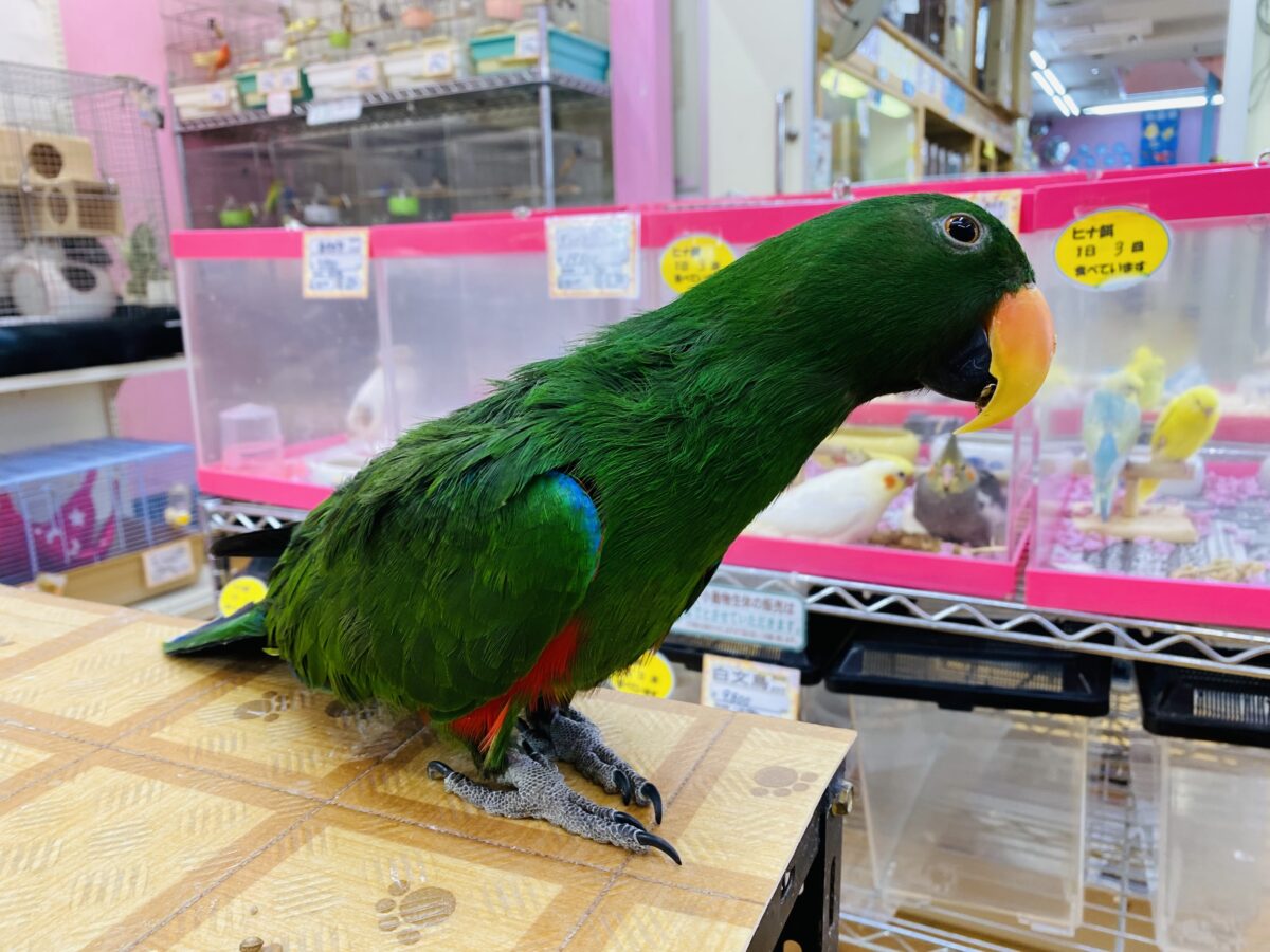 オオハナインコ