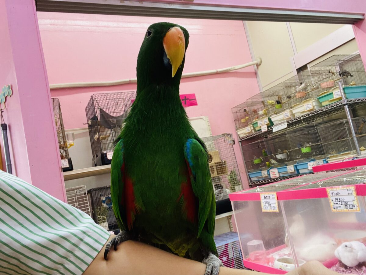 オオハナインコ