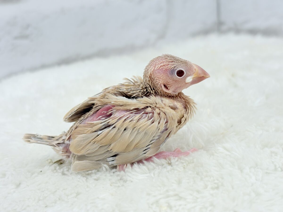 シナモン文鳥