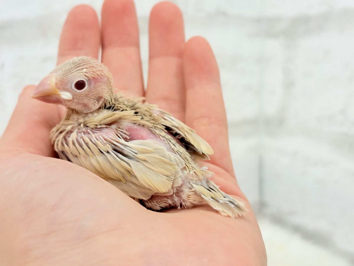 シナモン文鳥