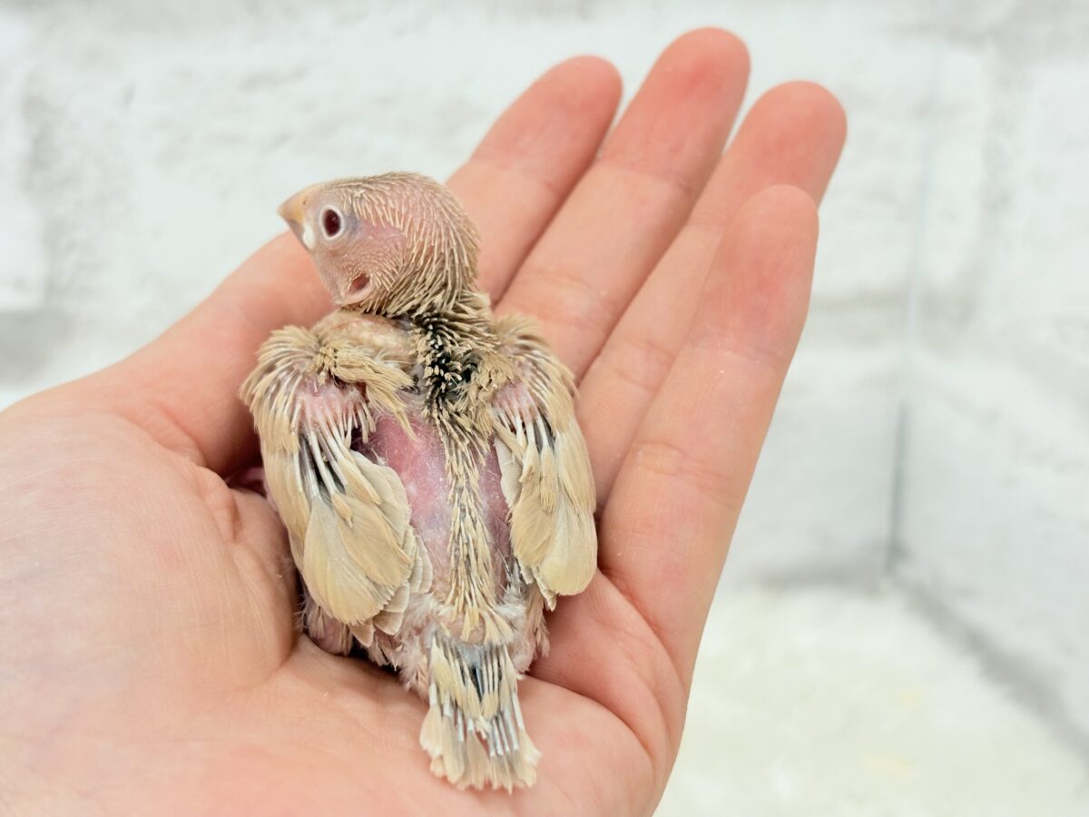 シナモン文鳥