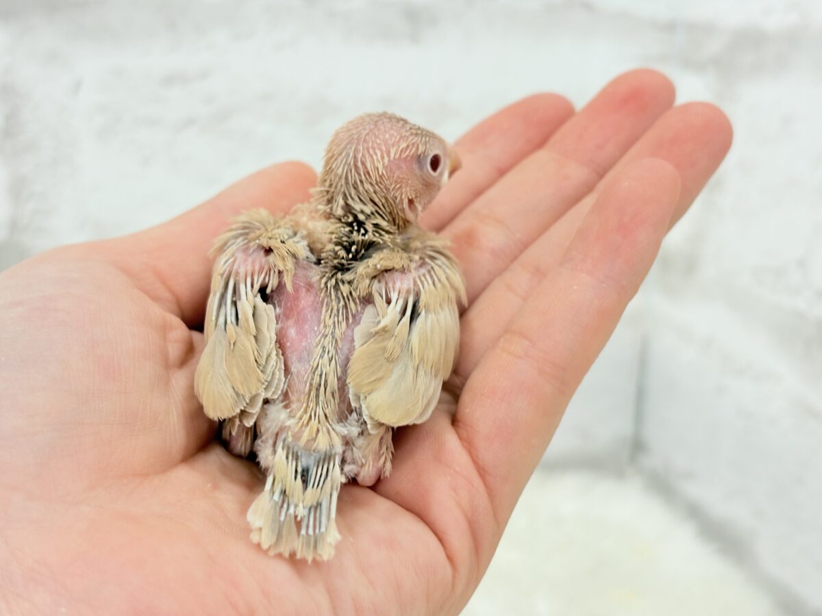 シナモン文鳥