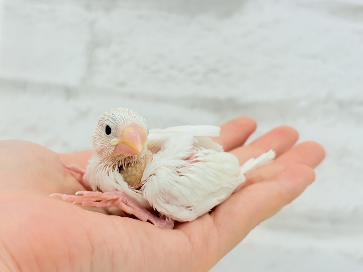 白文鳥