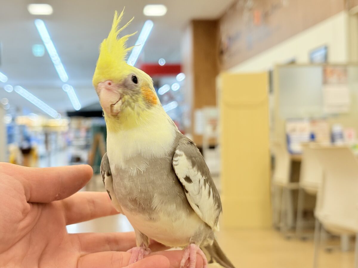 オカメインコ