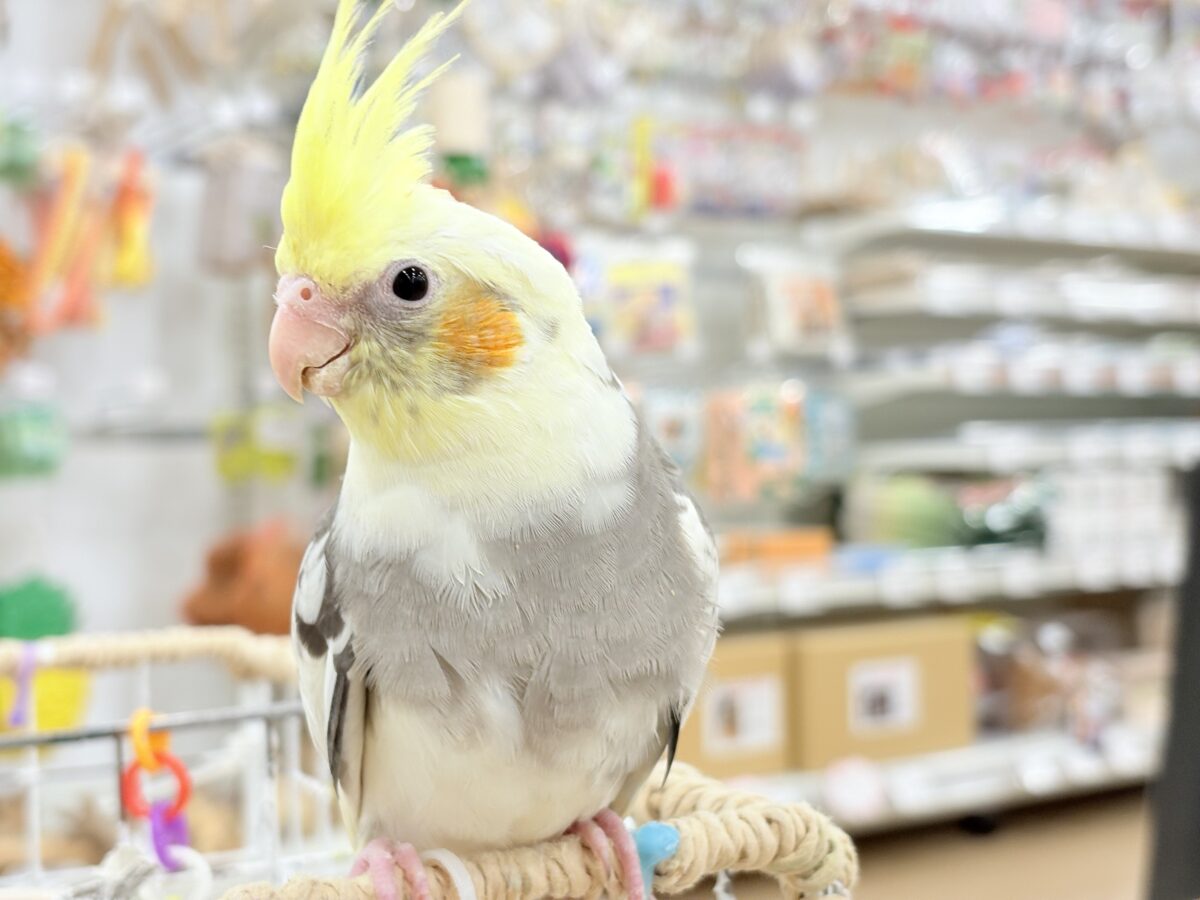 オカメインコ