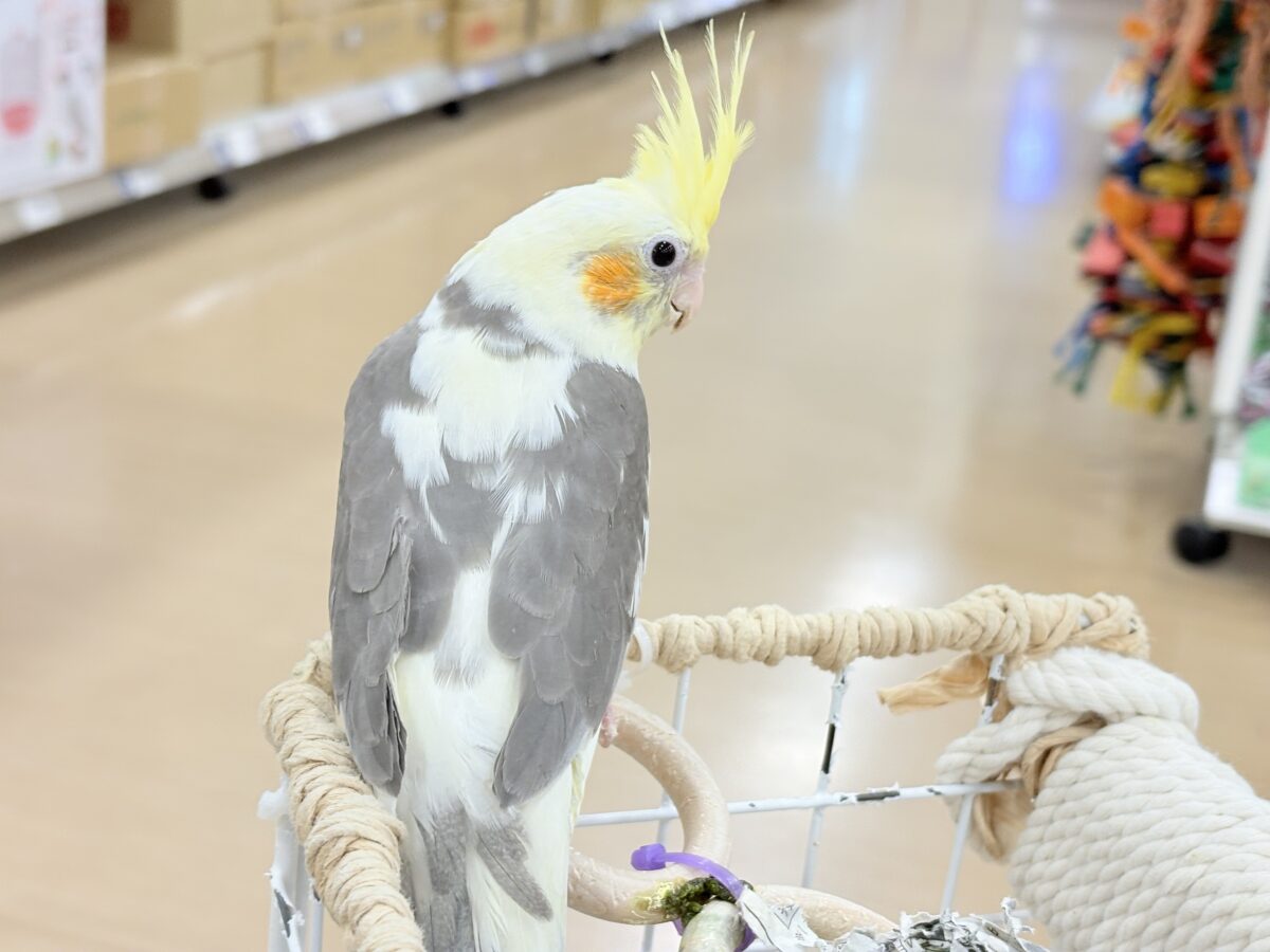 オカメインコ