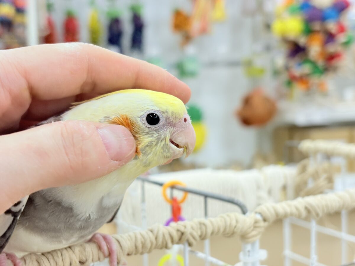 オカメインコ