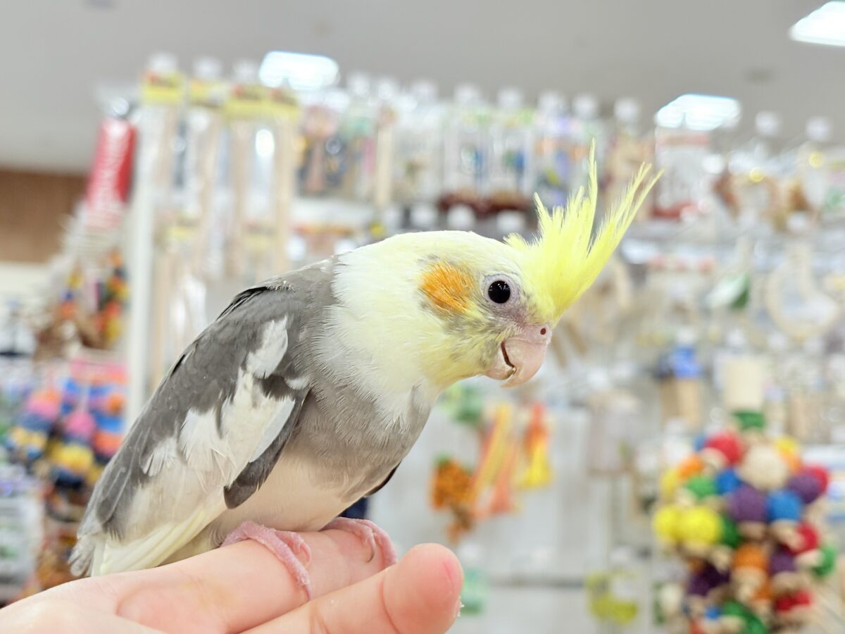 オカメインコ