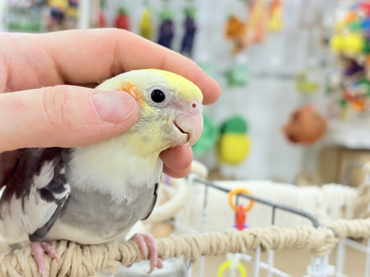 オカメインコ