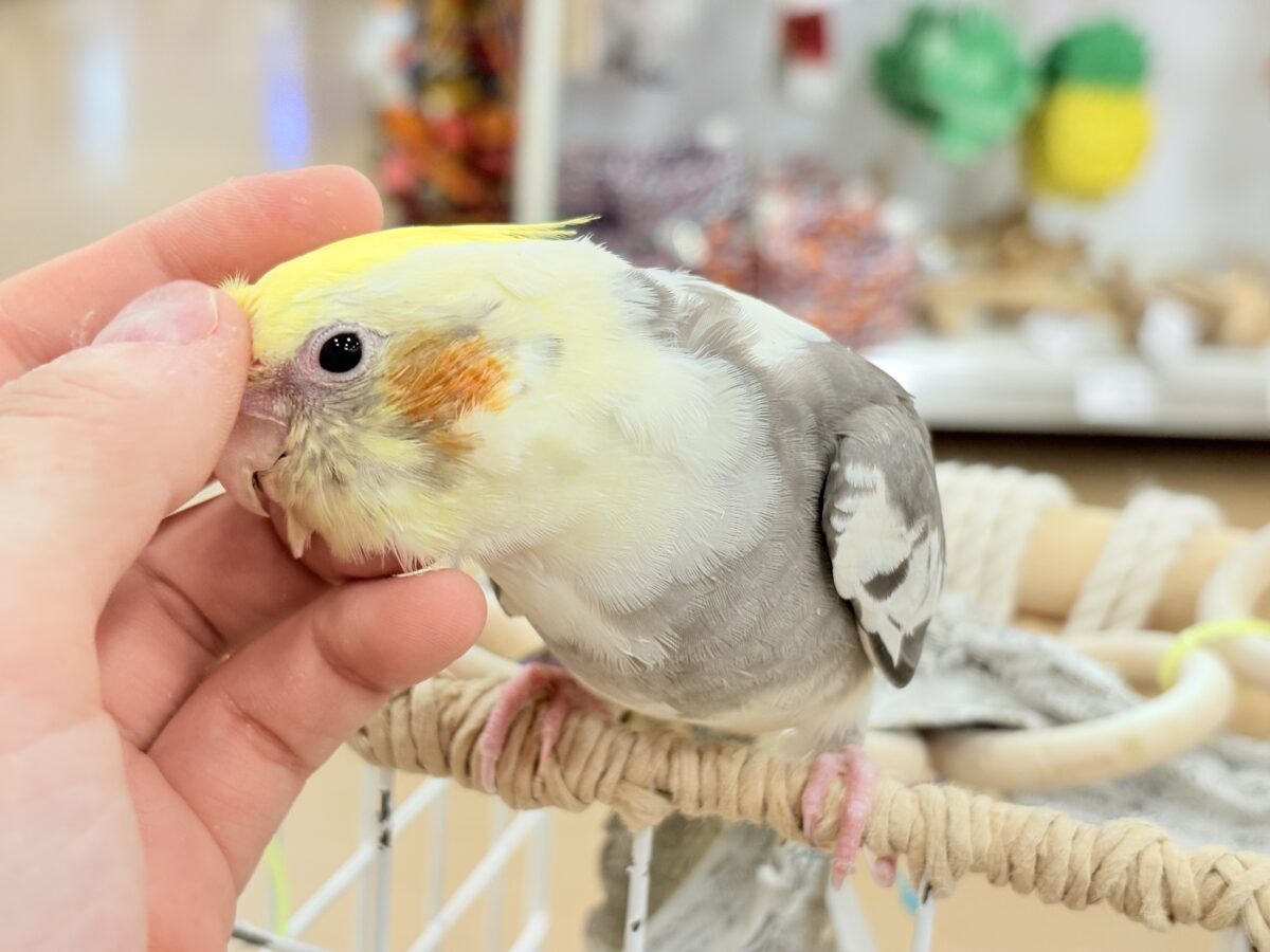 オカメインコ