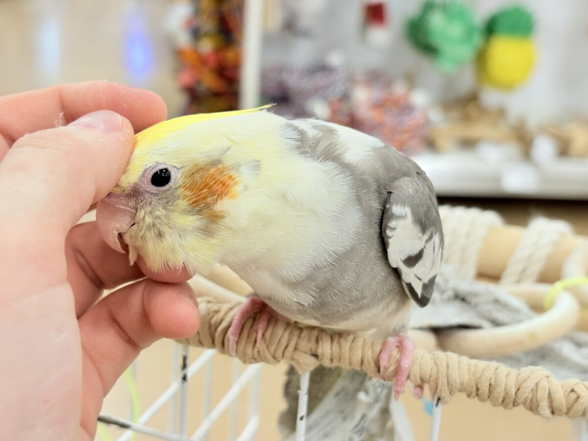 オカメインコ