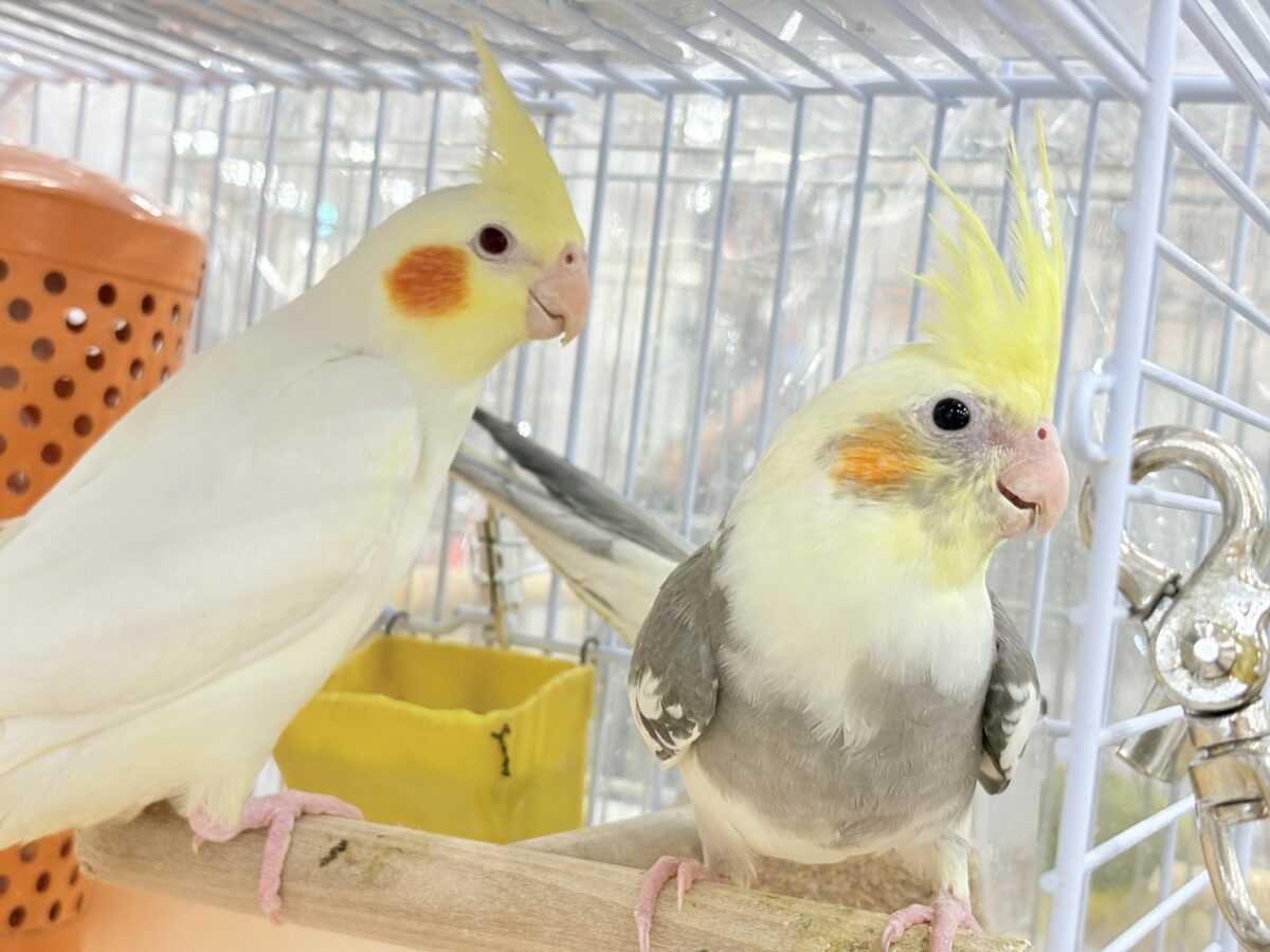 オカメインコ