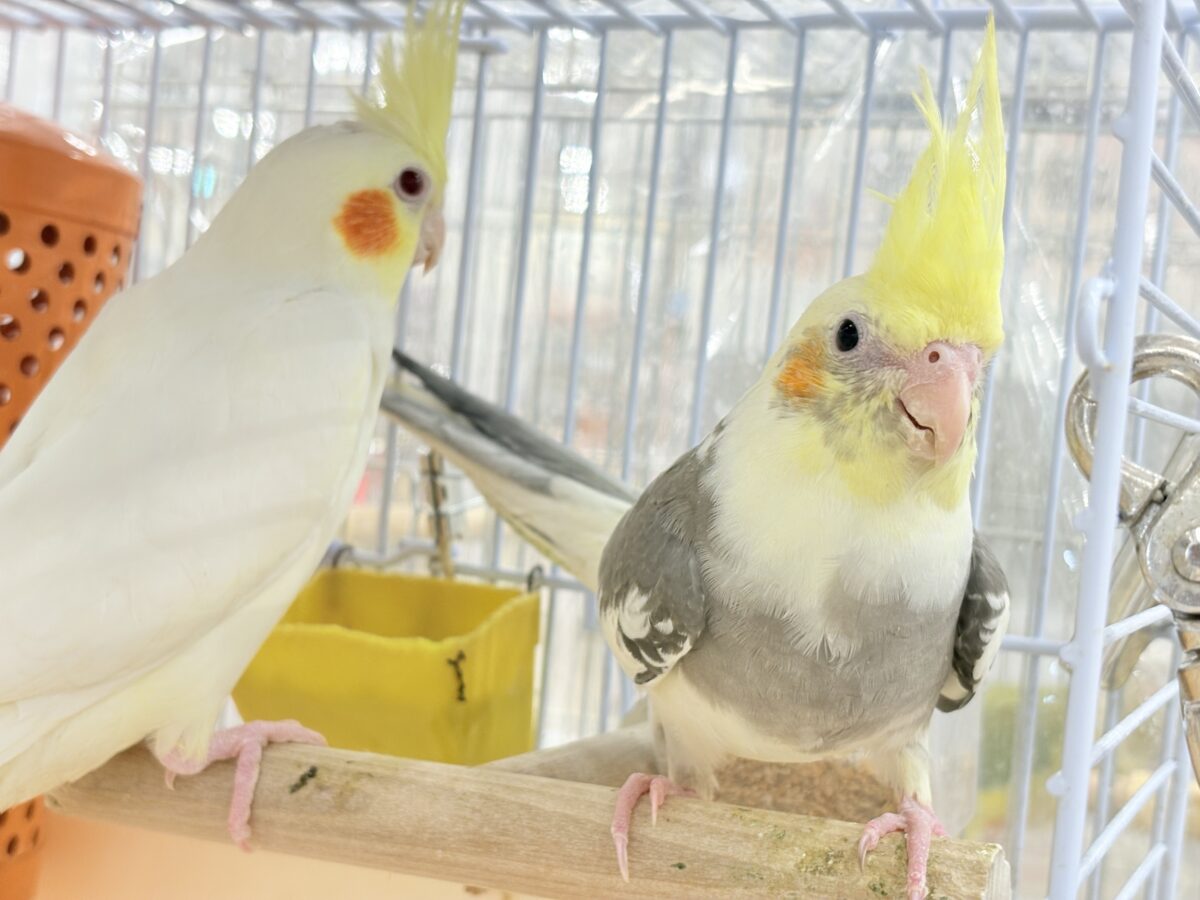 オカメインコ
