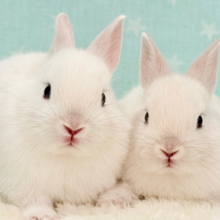 美形兄弟🐰🤍魅力ありすぎ‪☆ネザーランドドワーフ(フロスティ) 男の子