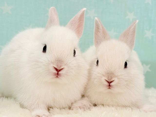 美形兄弟🐰🤍魅力ありすぎ‪☆ネザーランドドワーフ(フロスティ) 男の子