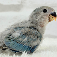 わた毛たっぷりヒナヒナちゃん🐣🫧コザクラインコ(ブルーチェリー) ヒナ