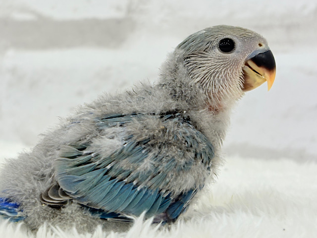 わた毛たっぷりヒナヒナちゃん🐣🫧コザクラインコ(ブルーチェリー) ヒナ