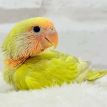 わくわくの詰め合わせ🐣🎁💕コザクラインコ ヒナ