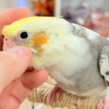 目指すよ♡デレデレオカメちゃん♡オカメインコ(パイド)