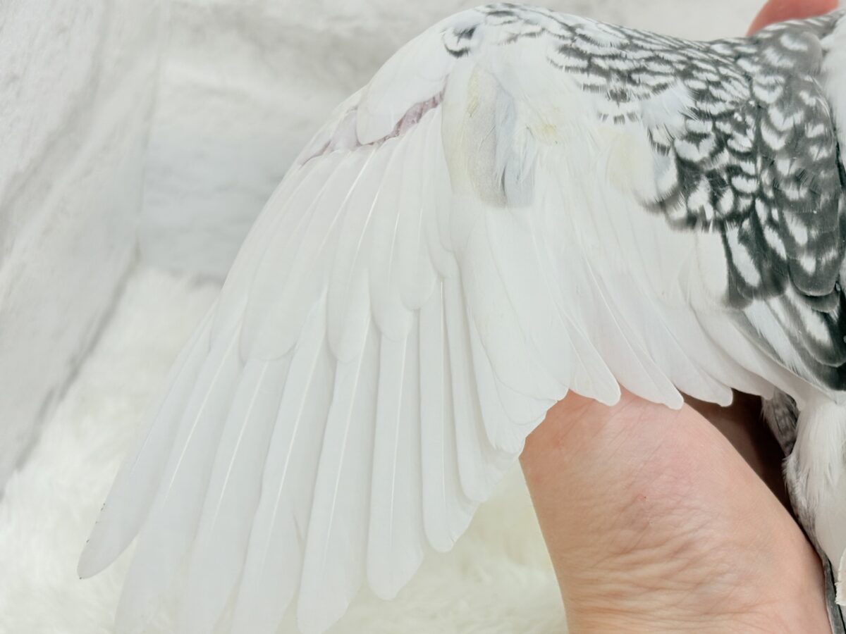 オカメインコ
