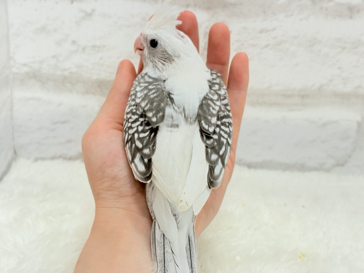 オカメインコ