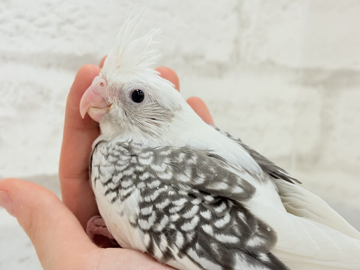 オカメインコ