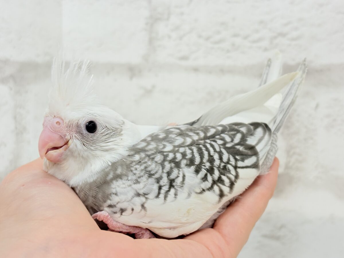 オカメインコ