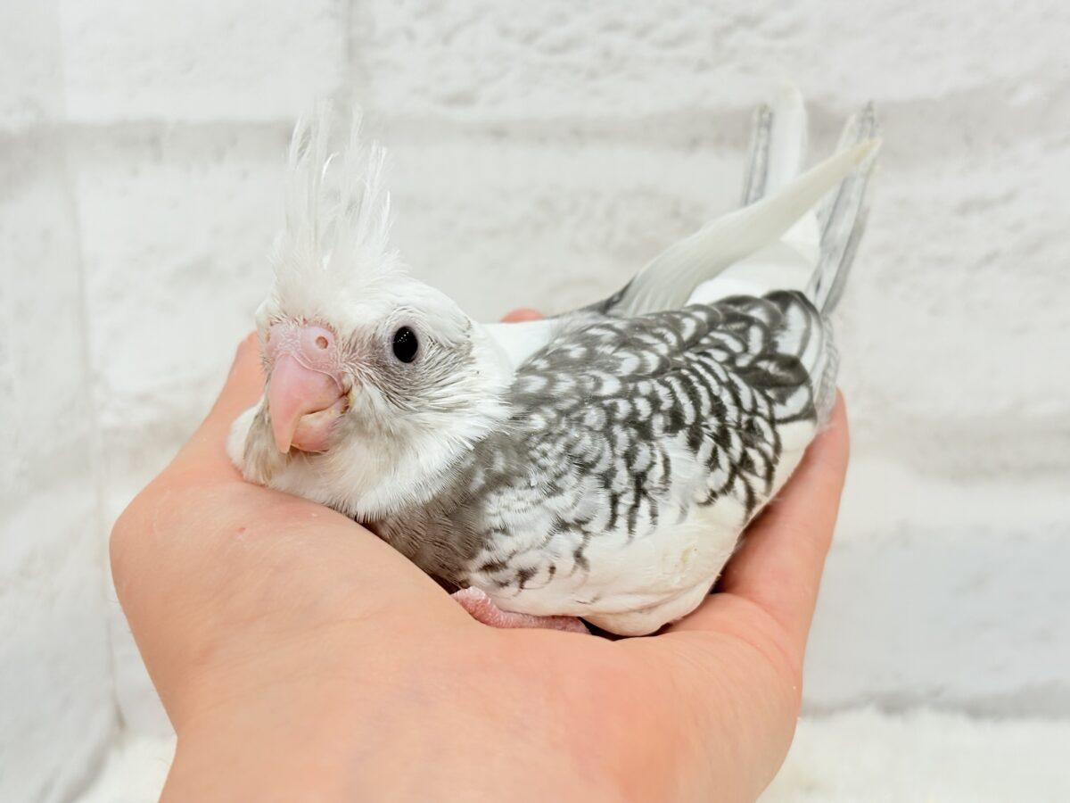 オカメインコ