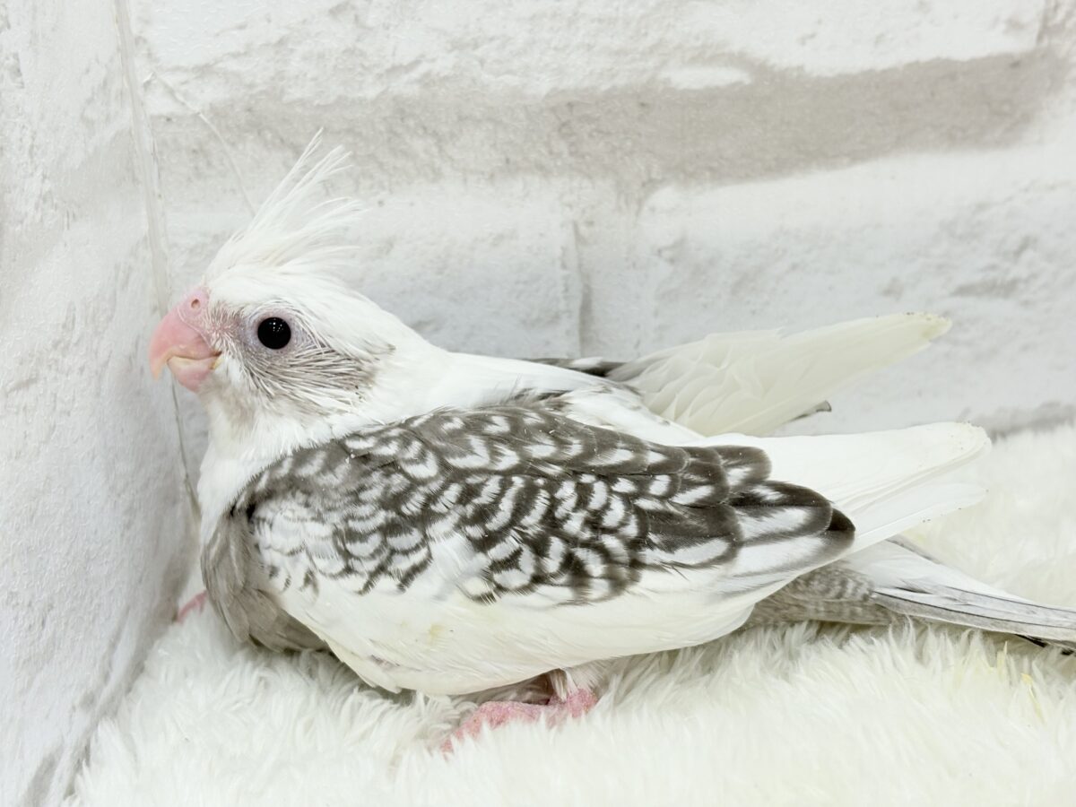 オカメインコ