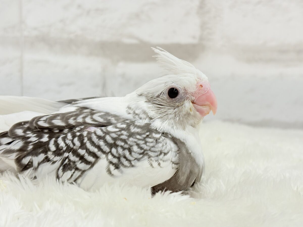 オカメインコ