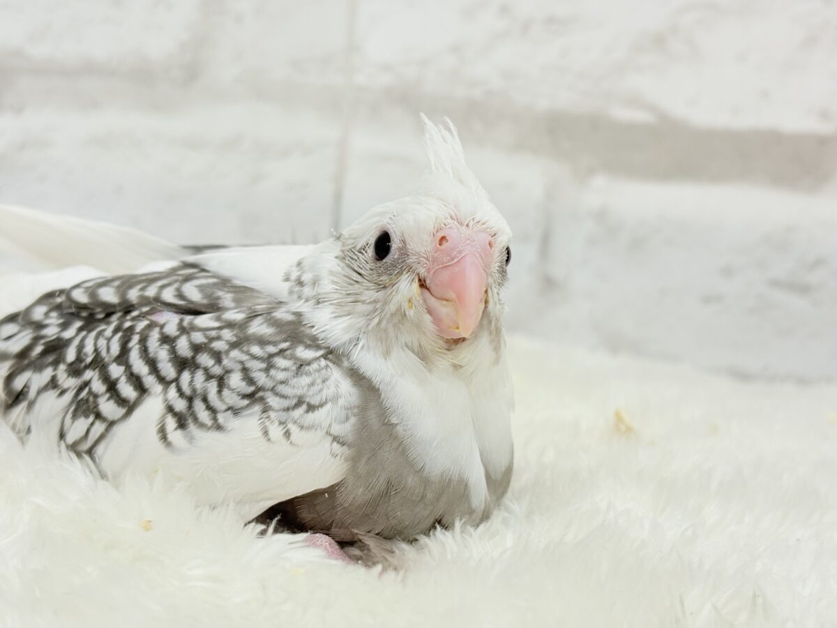 オカメインコ