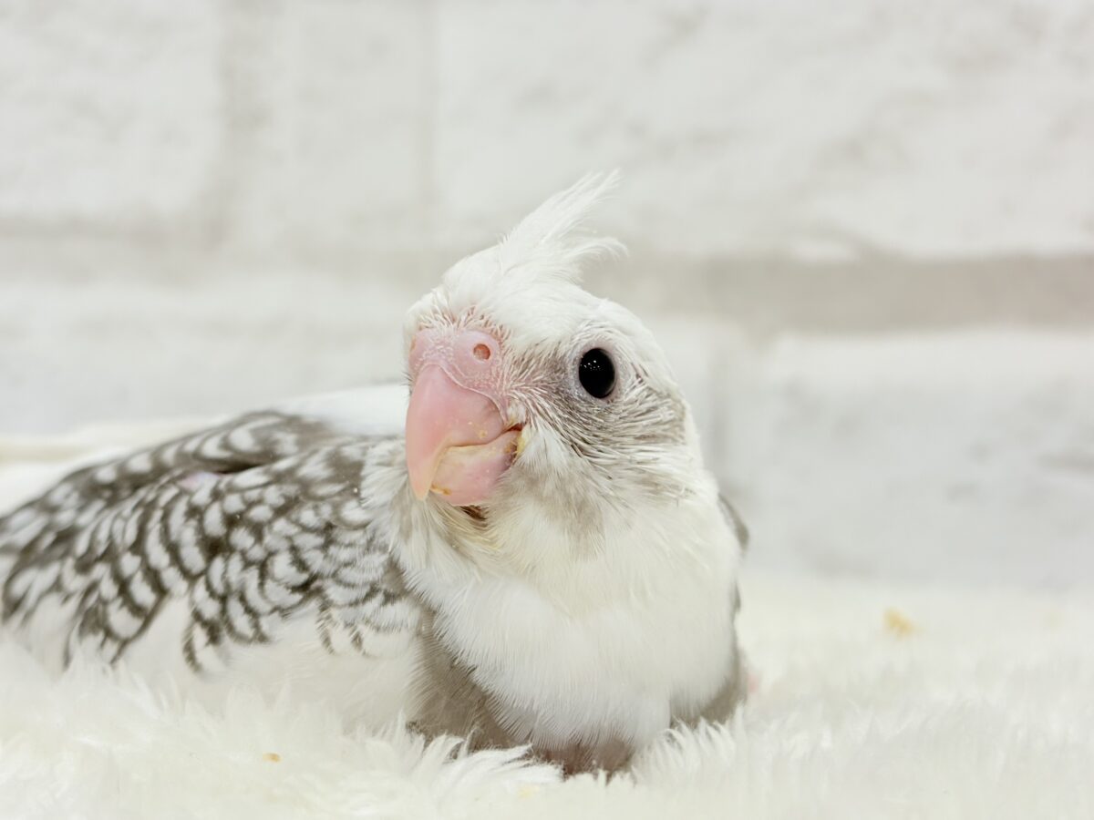 オカメインコ