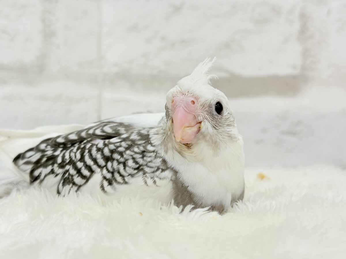 オカメインコ