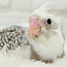 ギャップが詰まった可愛い子♥オカメインコ(WFパールパイド) ヒナ