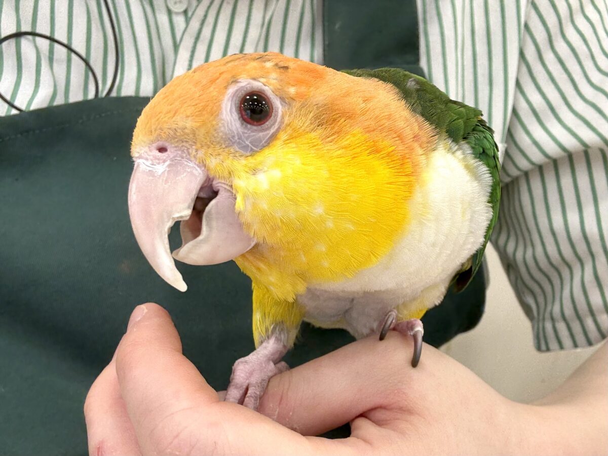 【動画更新🪄ひとり餌になりました☆】アピール女王🐥🍊🧡シロハラインコ(女の子) 【動画更新🪄ひとり餌になりました☆】アピール女王🐥🍊🧡シロハラインコ(女の子)