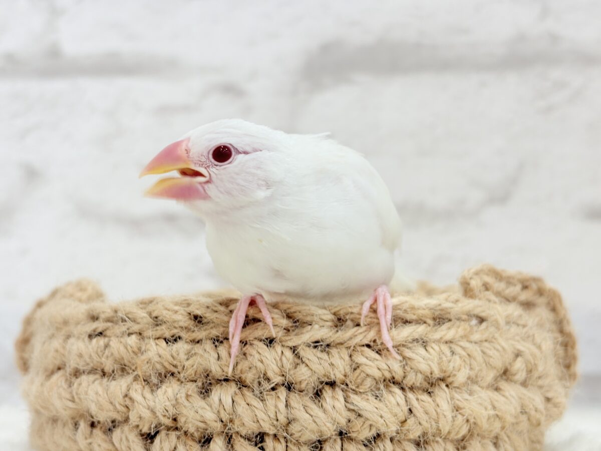 アルビノ文鳥
