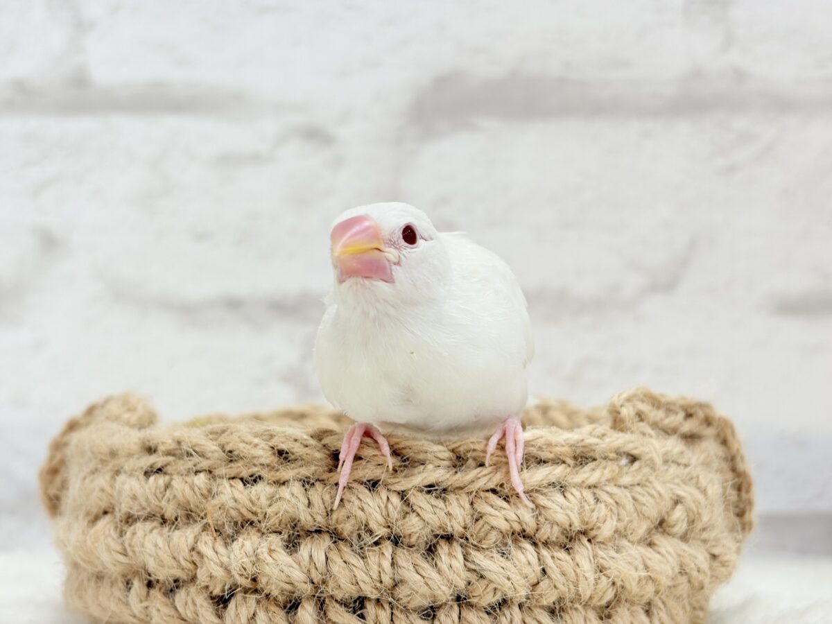 アルビノ文鳥