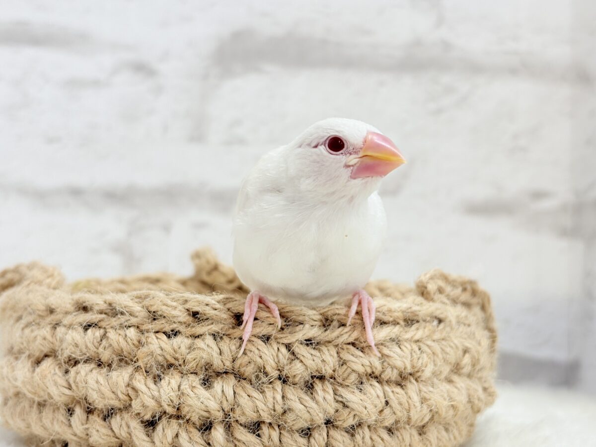 アルビノ文鳥